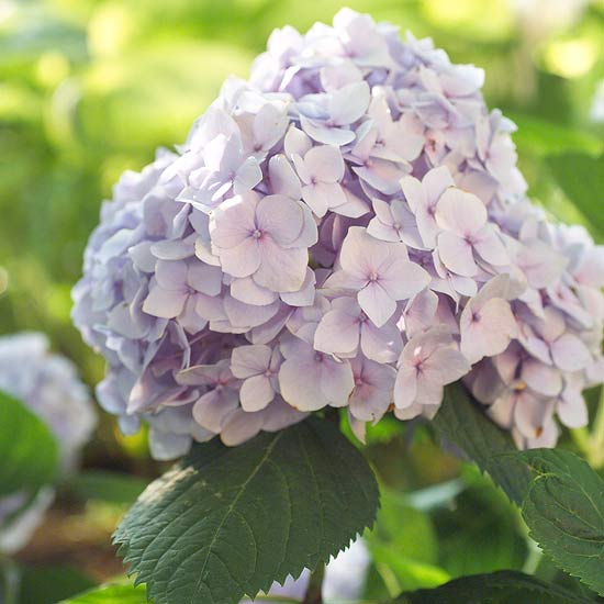 Reblooming Hydrangea