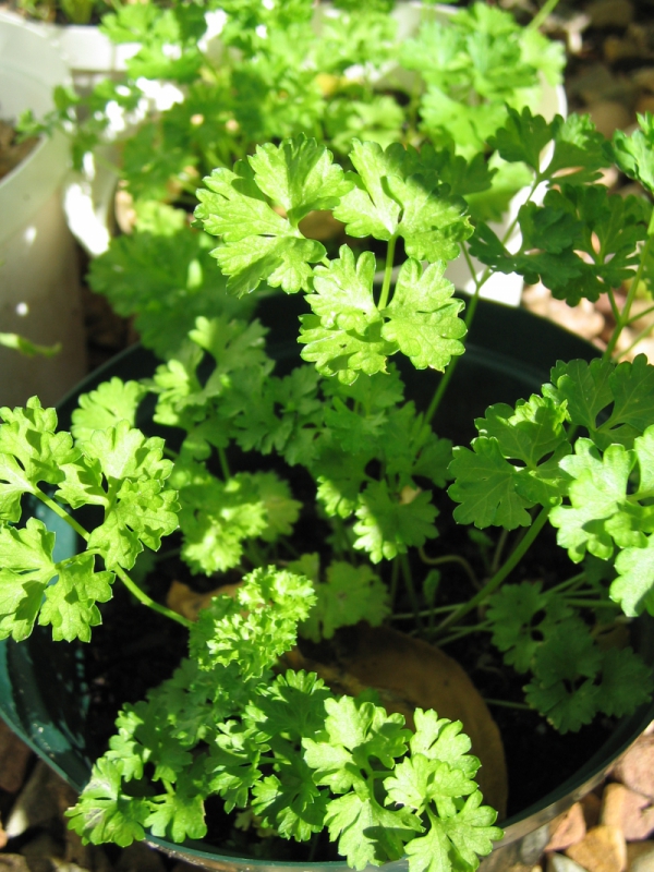 Parsley