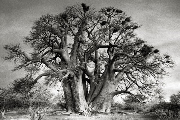 The Chapman's Baobab