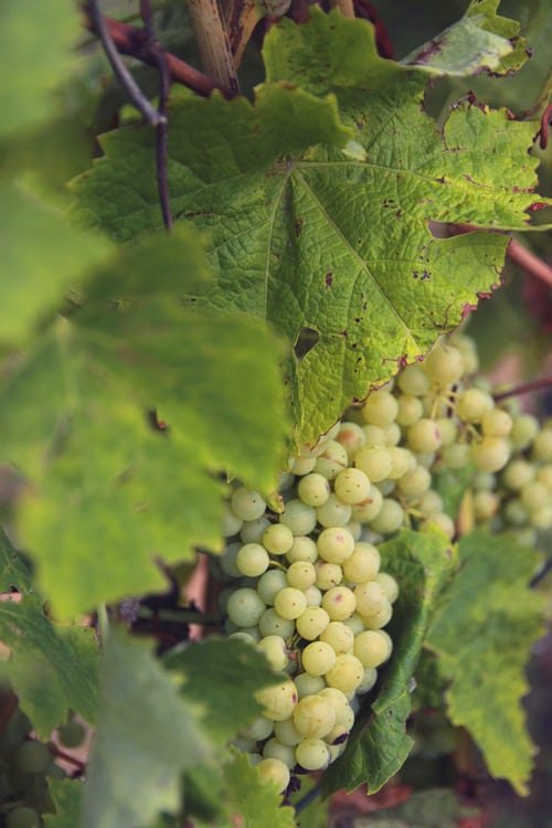 Grape leaves, Grape, Flower, Plant, Grapevine family,