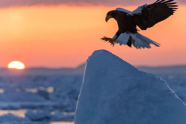 blue, bird, eagle, atmosphere of earth, sunset,
