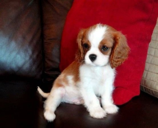 dog,mammal,vertebrate,cavalier king charles spaniel,dog breed,