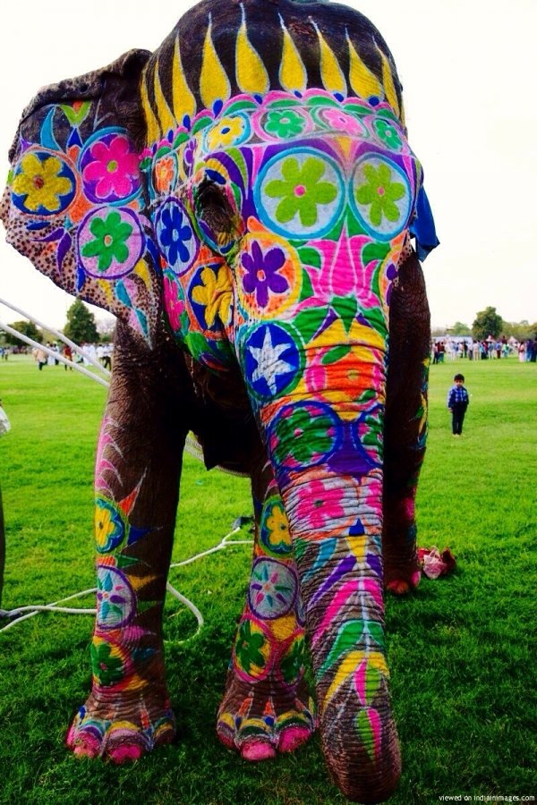 Decorated Elephant