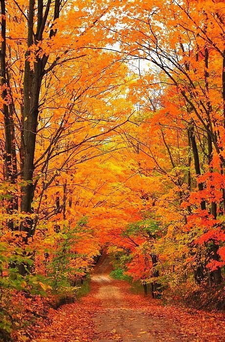 Tunnel of Autumn Trees