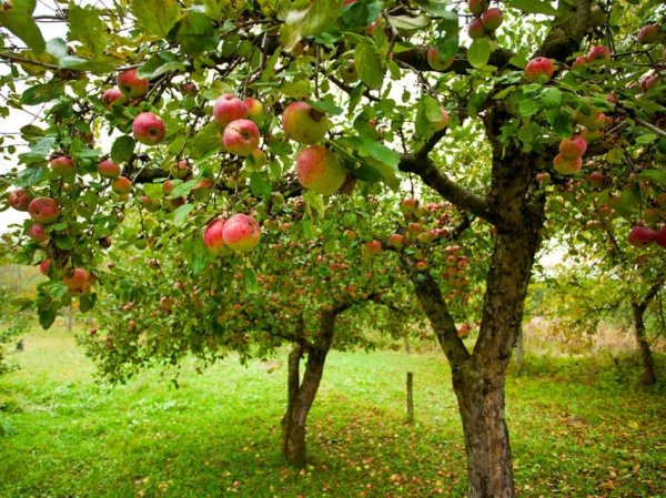 Fruit Trees