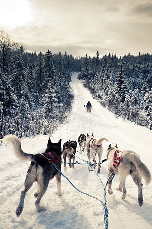 Dog Sledding