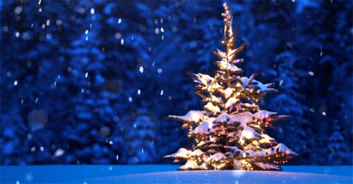 christmas tree, christmas decoration, spruce, christmas, fir,