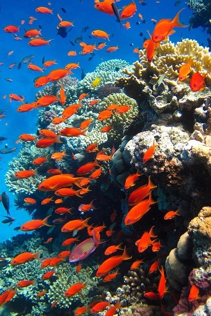 40 Wonders of the Coral Reef ...