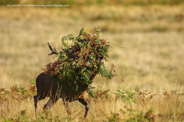 savanna, wildlife, grassland, fauna, ecosystem,