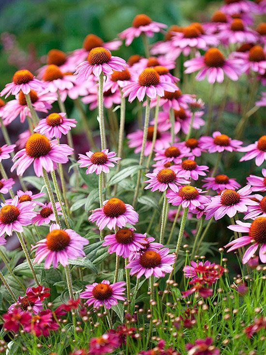 Coneflowers