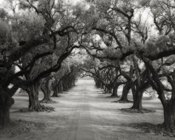 Avenue of Oaks