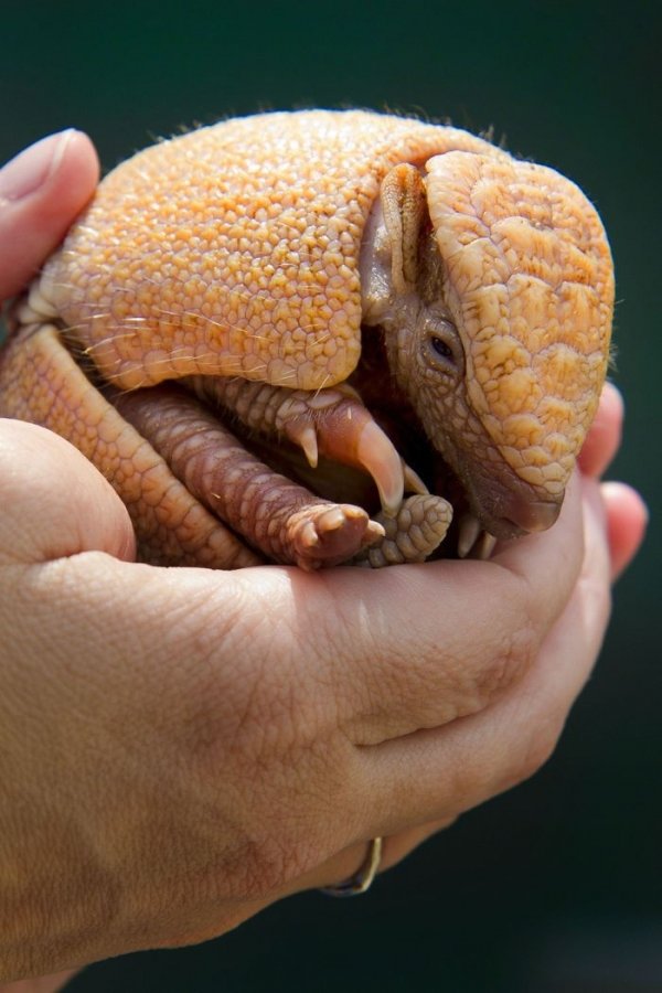 Armadillos