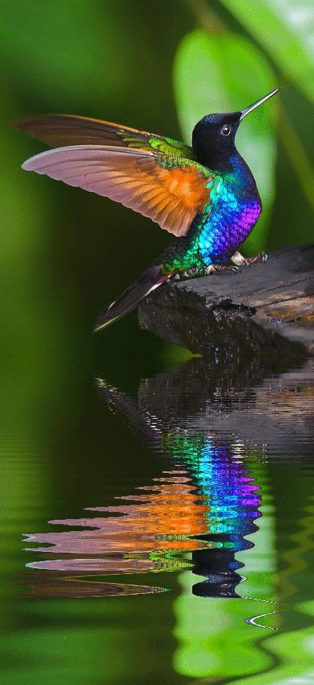 nature,green,hummingbird,beak,bird,