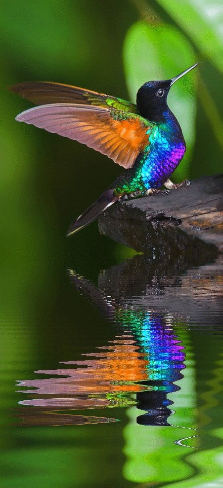 Hummingbird