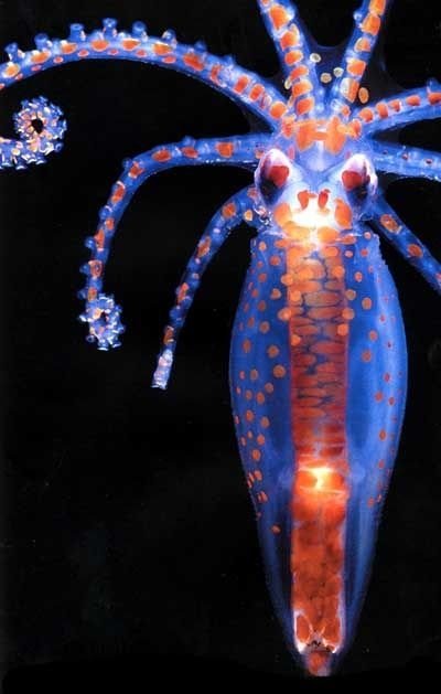 Planktonic Octopus