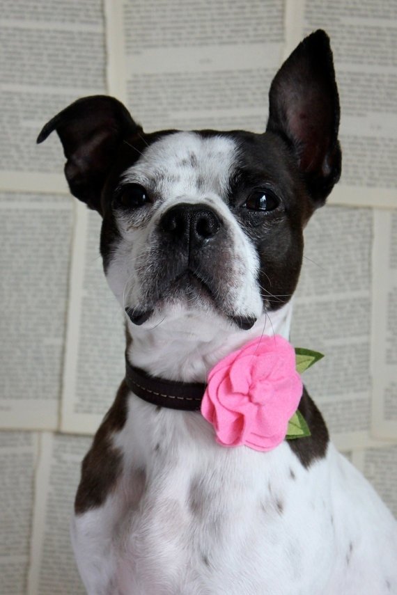 dog,mammal,vertebrate,dog breed,boston terrier,