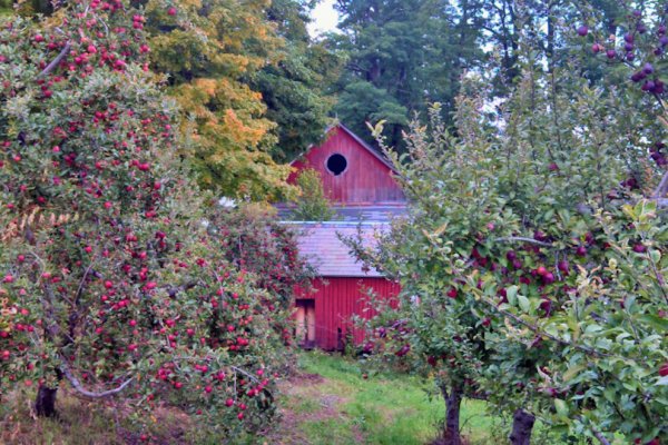 Dwight Miller Orchards, Vermont