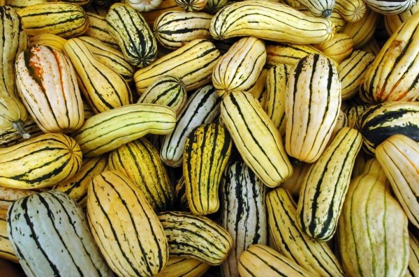 Delicata Squash