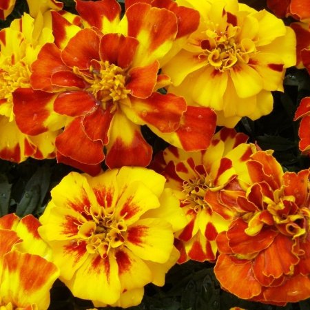 Marigolds