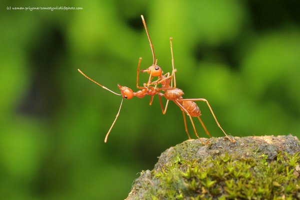 nature, green, macro photography, insect, photography,