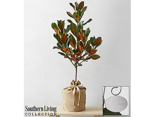 plant, flowerpot, tree, branch, vase,