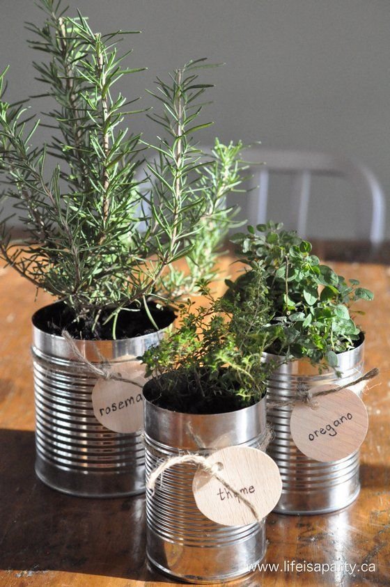 plant,tree,flower arranging,rosemary,herb,