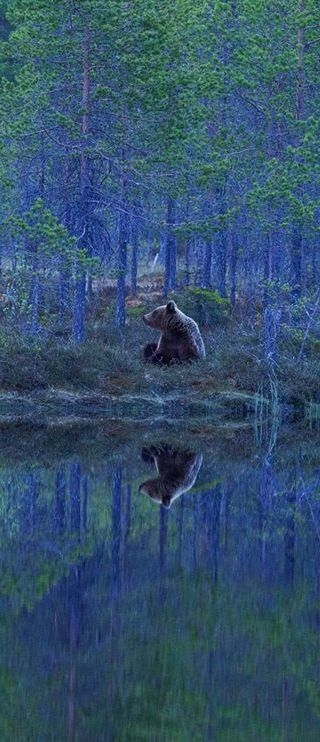 The Bear, Finland