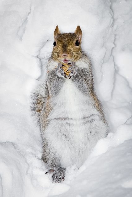 "so, How do You do This Snow Angel Thing Again?"