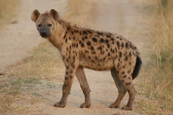 Hyenas