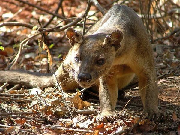 The Fossa