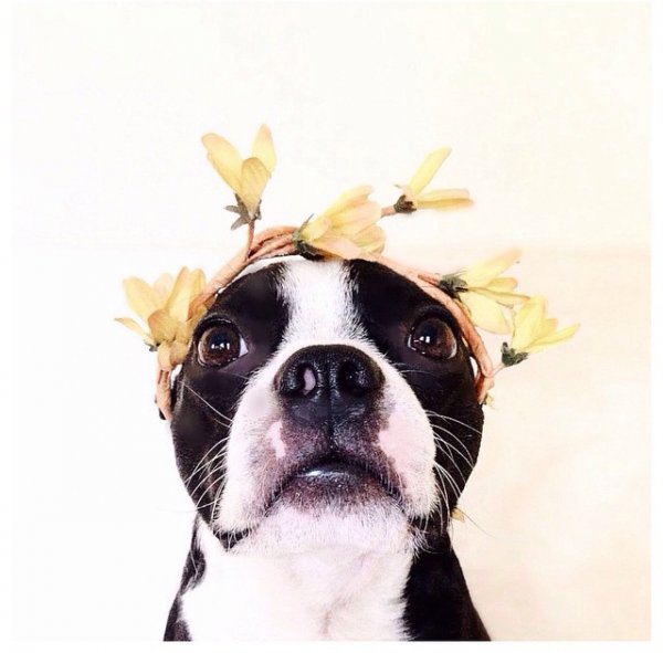 @otisbarkington flaunts a floral headband