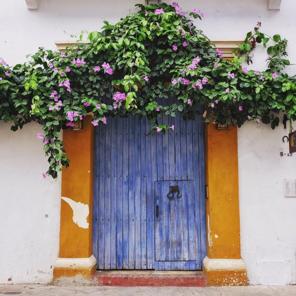 flower, plant, clematis, structure, arch,