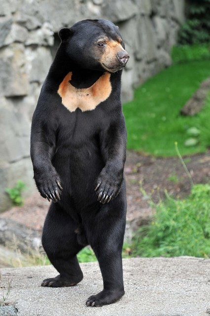 Sun Bear