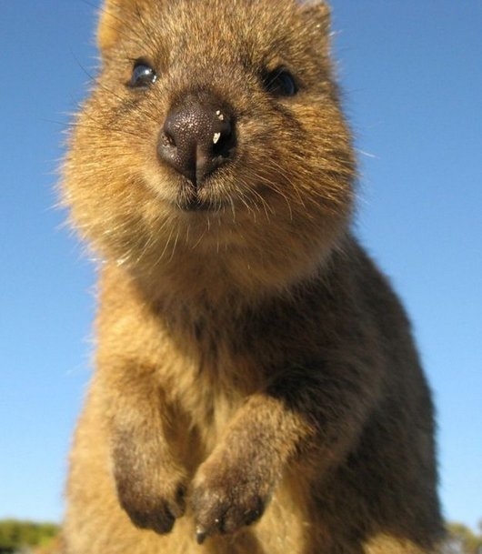 Hello Human, I'm a Quokka