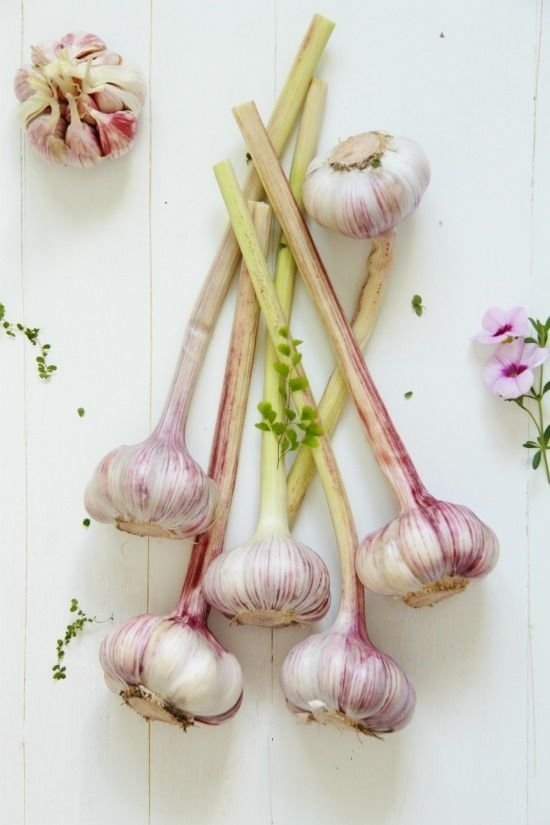 Garlic