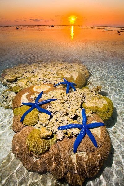 Starfish