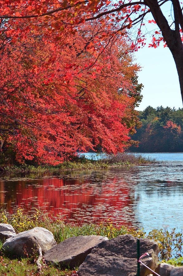 Leaves on the Water