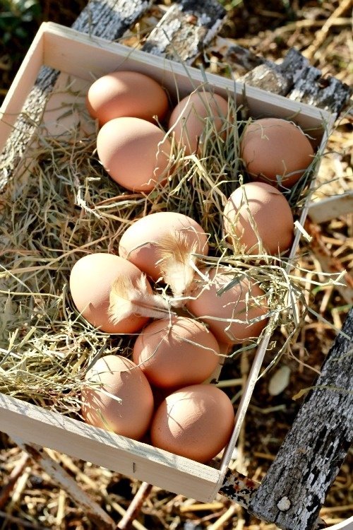 Eggs