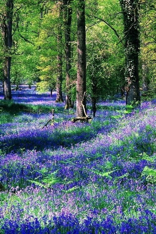 Bluebells