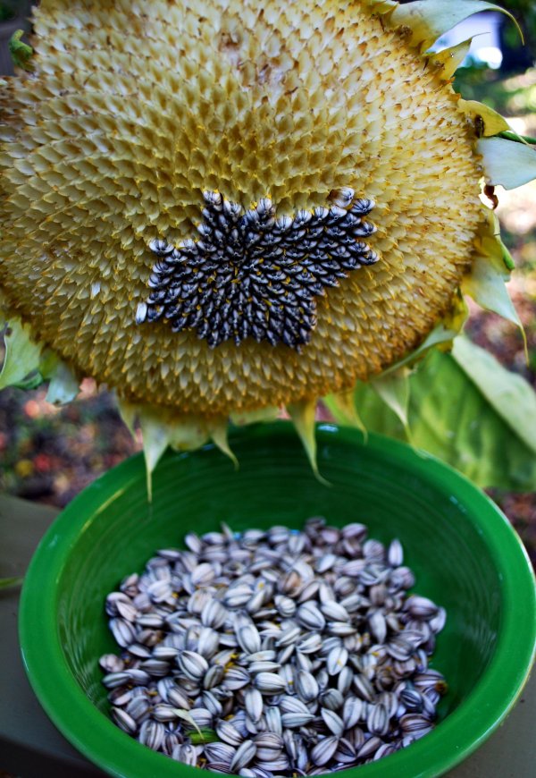 Sunflower Seeds