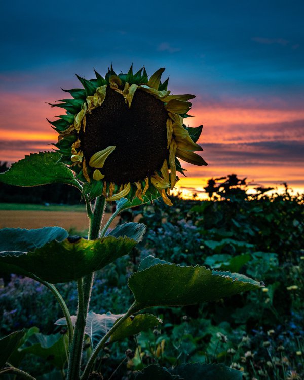 flower, sunflower, sky, plant, leaf,