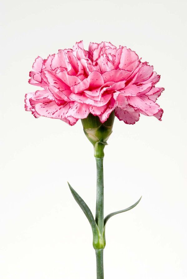 Flower, Flowering plant, Pink, Cut flowers, Plant,