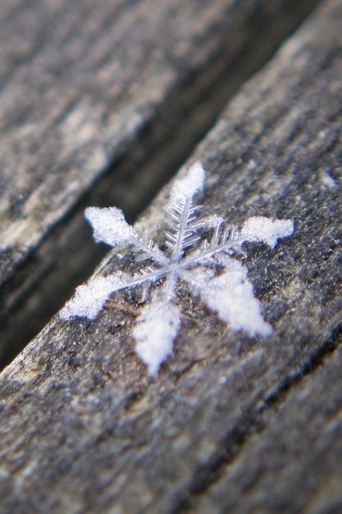 Lone Snowflake