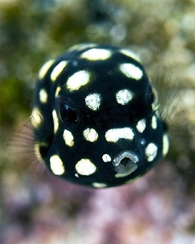 Juvenile Smooth Trunkfish