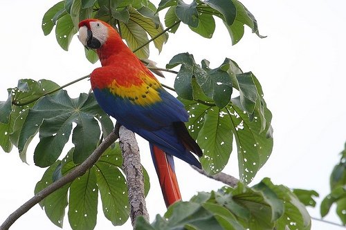 Scarlet Macaw