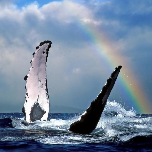 Marine mammal, Humpback whale, Cetacea, Rainbow, Sky,