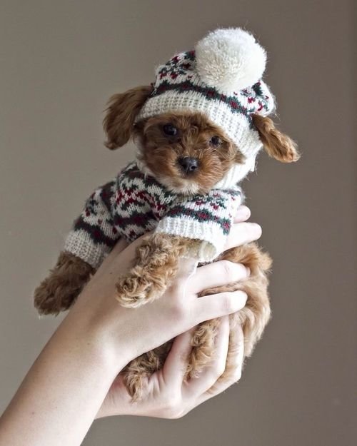 Winter Puppy