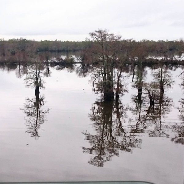 habitat, bayou, wetland, natural environment, pond,