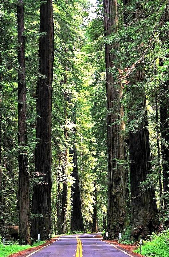 Redwood National Park, California, USA