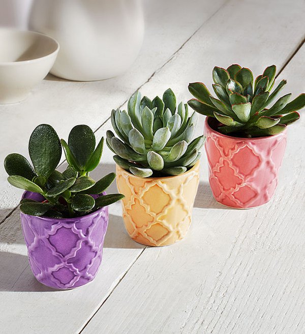 Flowerpot, Houseplant, Flower, Echeveria, Plant,